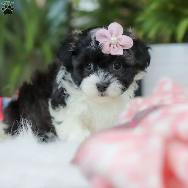 Allie, Maltipoo Puppy